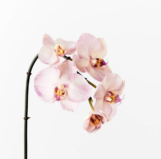 orchid phalaenopsis lavender