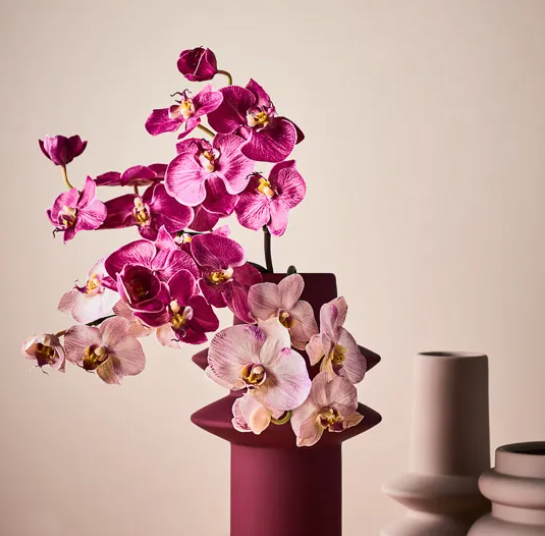 Orchid Phalaenopsis Lavender