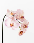 orchid phalaenopsis lavender