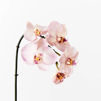 orchid phalaenopsis lavender