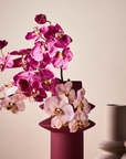 Orchid Phalaenopsis Lavender